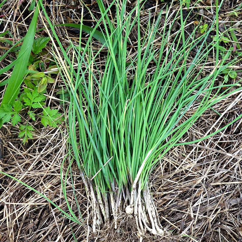 贵州现挖食用野菜新鲜野外生野葱小根苦蒜新鲜现挖野葱三斤