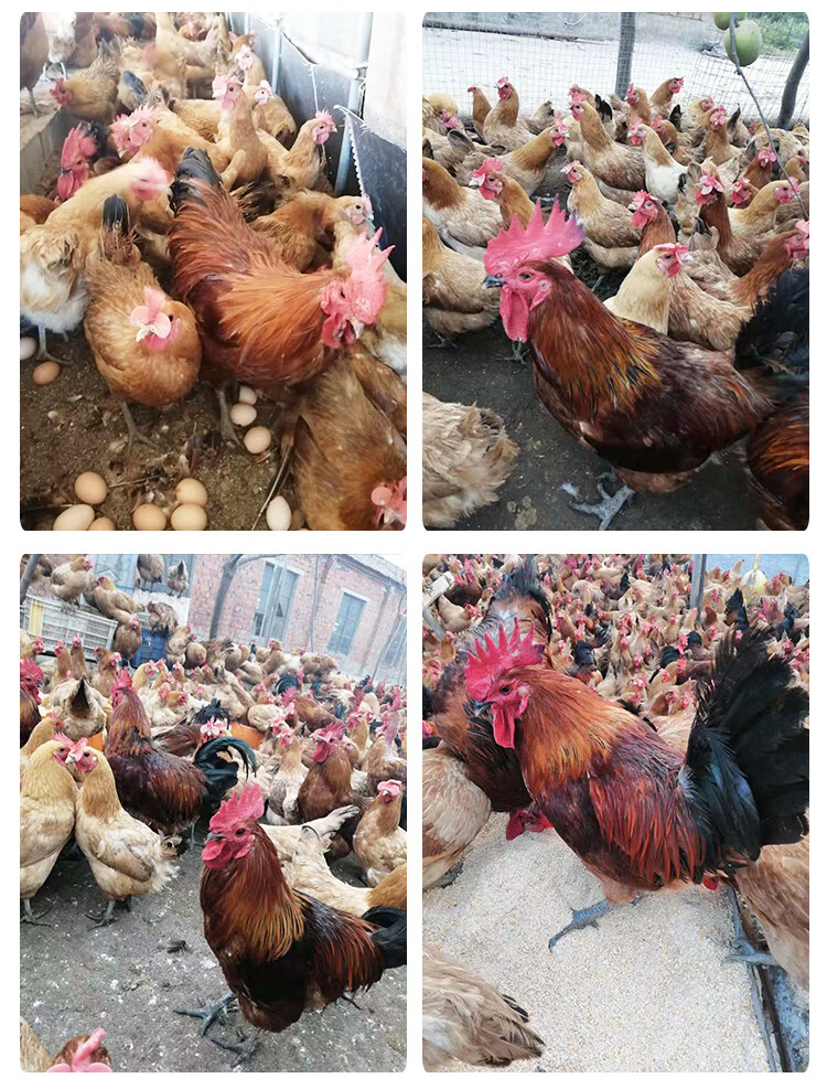 宝然种蛋受精蛋红瑶鸡种可孵化小鸡产新鲜土鸡蛋 30枚装