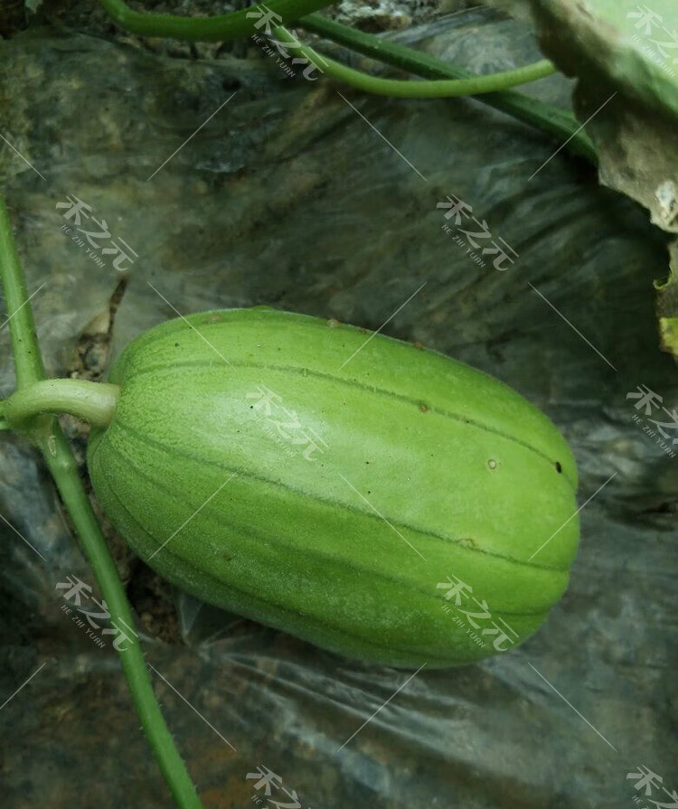 榆林芝麻香瓜顺丰快递陕北绥德特产水果青皮脆甜瓜新鲜 5斤