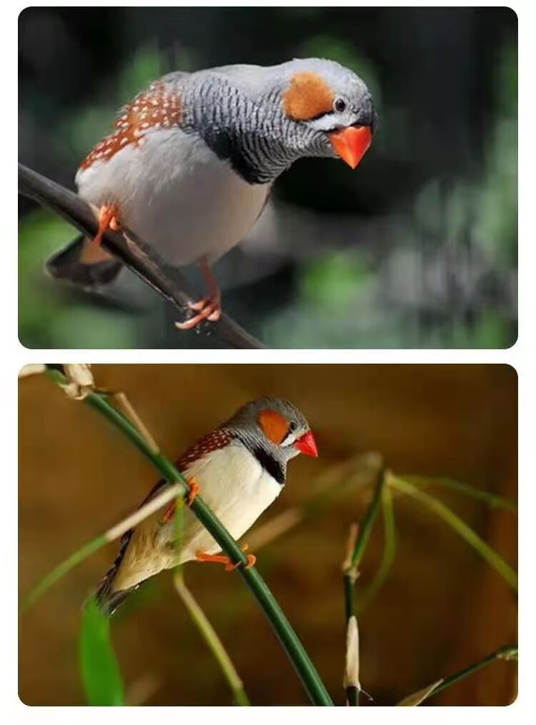 名称:纹鸟活体宠物观赏鸟灰文白文小太阳活体宠物家养观赏鸟活物金背