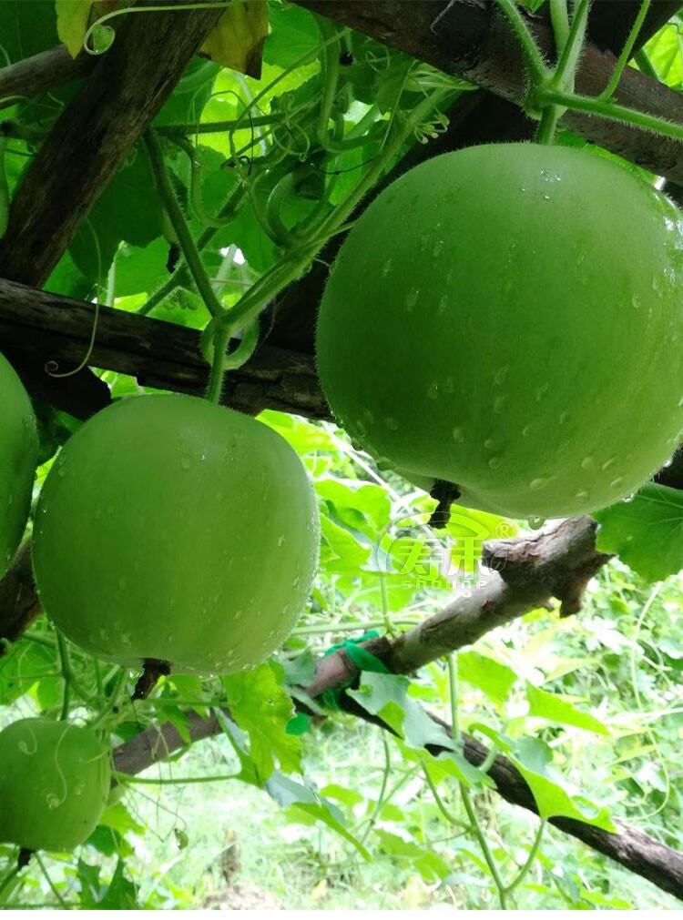 【闪电发货】香芋冬瓜苗 小冬瓜种子香芋冬瓜种籽蔬菜孑四季阳台迷你
