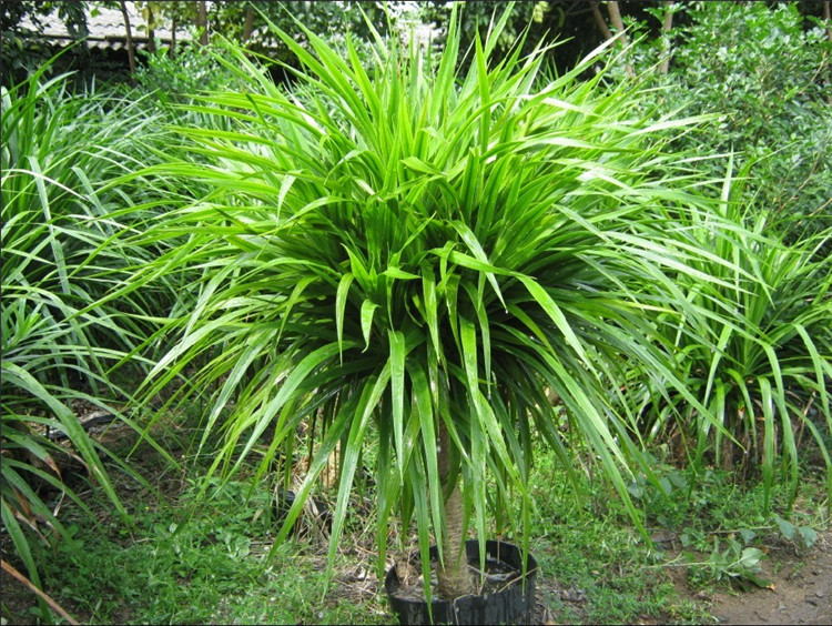 龙铁血树苗花卉盆栽办公室绿植盆栽大型盆栽龙铁树60高一盆5棵