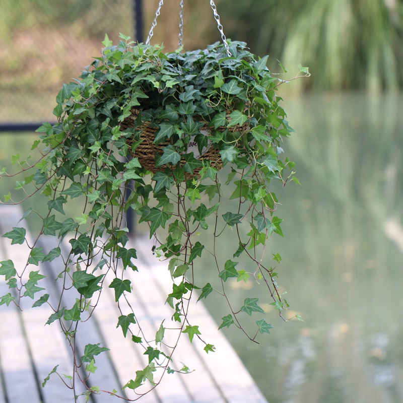 柯必达常春藤盆栽 垂吊花卉 吊兰绿植四季常青植物净化空气去除苯吸
