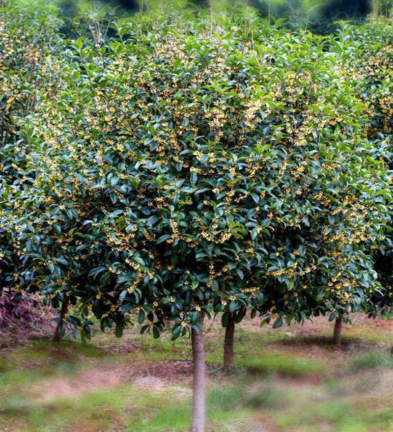 云仓发货桂花树苗四季桂庭院绿植花卉盆栽原生地栽植物庭院室内浓香型