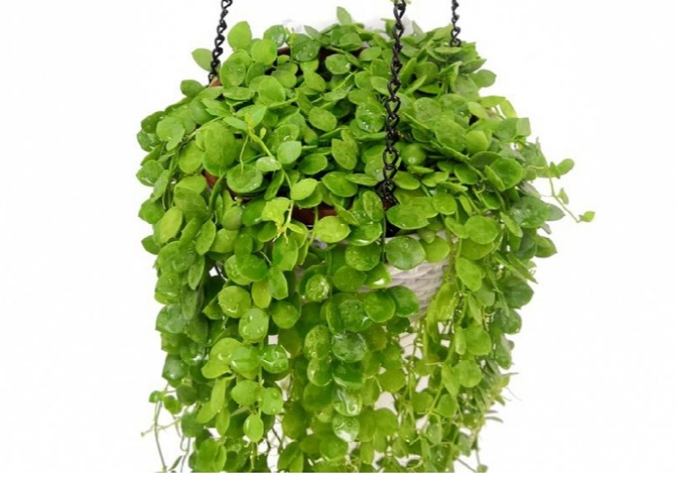 串钱藤串钱藤吊兰绿植盆栽钱多多吊金钱悬挂垂吊室内花卉植物净化空气