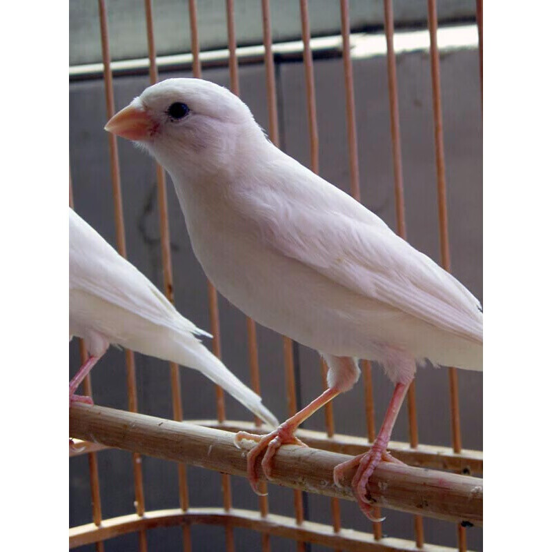 【京东推荐】玉鸟山东黄玉鸟笼养鸣唱鸟小鸟辣椒红玉鸟活体 黄卷毛