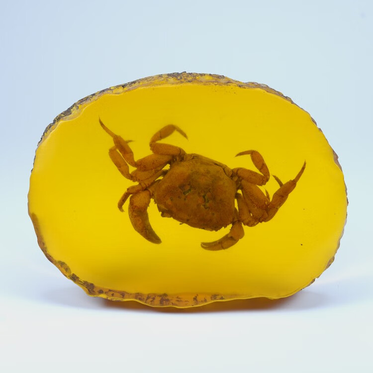 时乾虫珀天然人工琥珀隔片化石原石吊坠真虫子标本动物真昆虫带虫琥珀