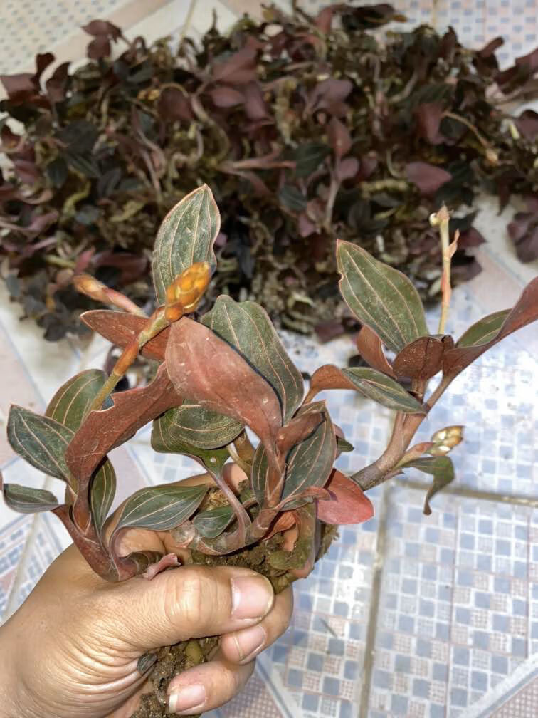 海南石蚕金线莲叶兰山朱邦金草500g500g