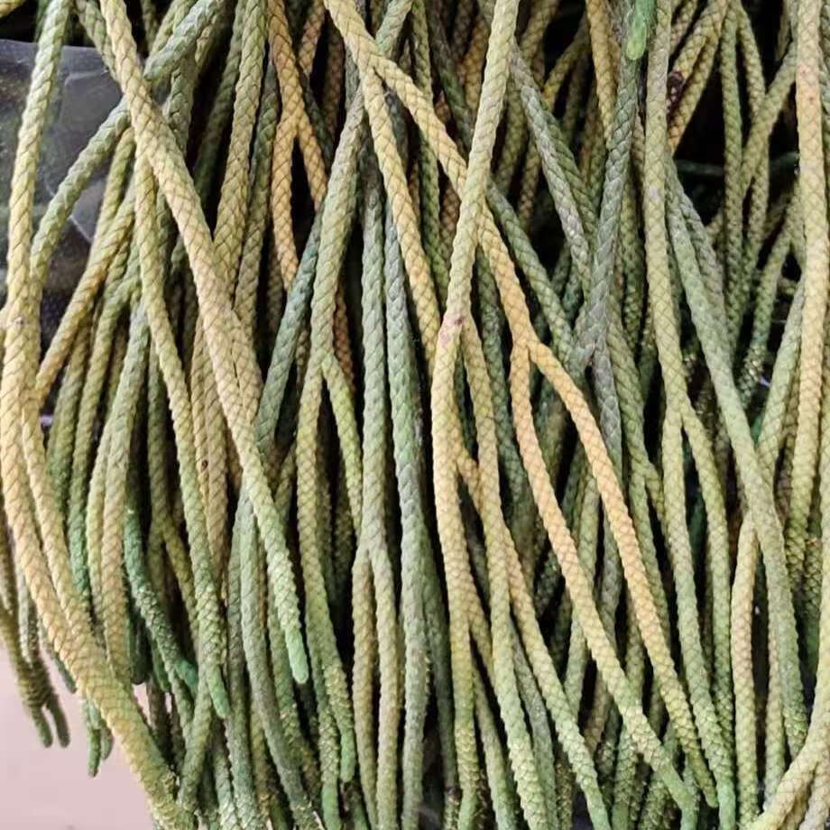 马尾千金草干品 马尾伸筋草.