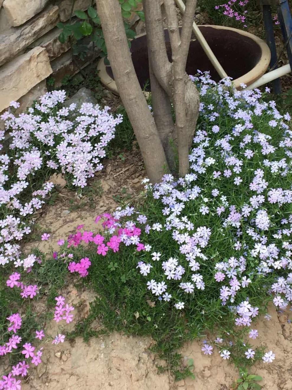 芝樱花苗芝樱苗丛生福禄考多年生地被植物盆栽阳台基地直发 嘉瑰 双色