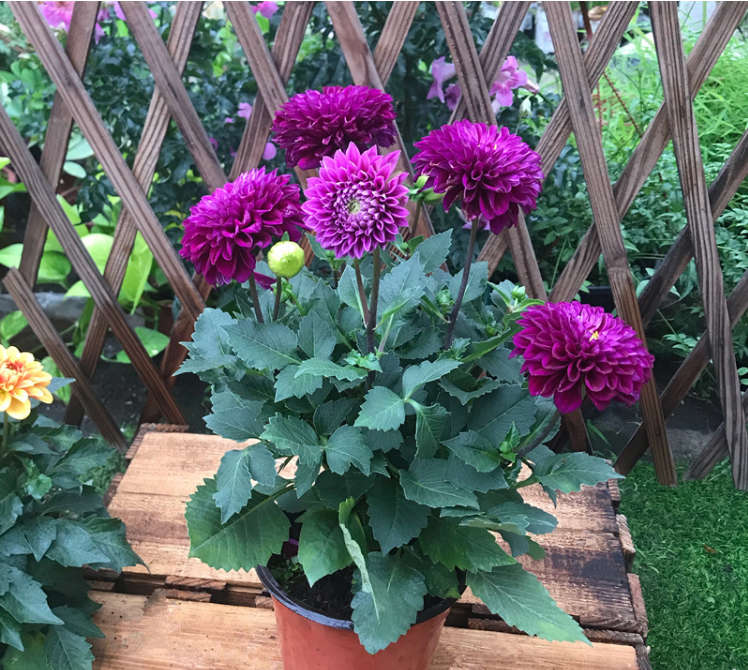 小丽花盆栽 芋头花成品带花天竺牡丹室外宿根多年生花卉 随机三盆三色