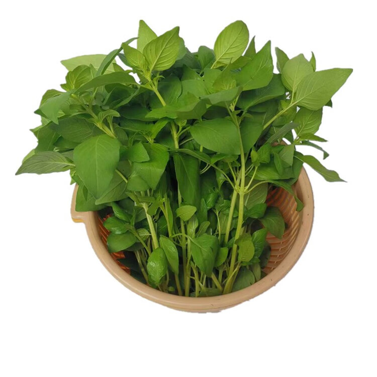 媚调河南新鲜荆芥菜大叶荆1食用嫩茎芥茎芥菜蔬菜现摘带根发货冰鲜