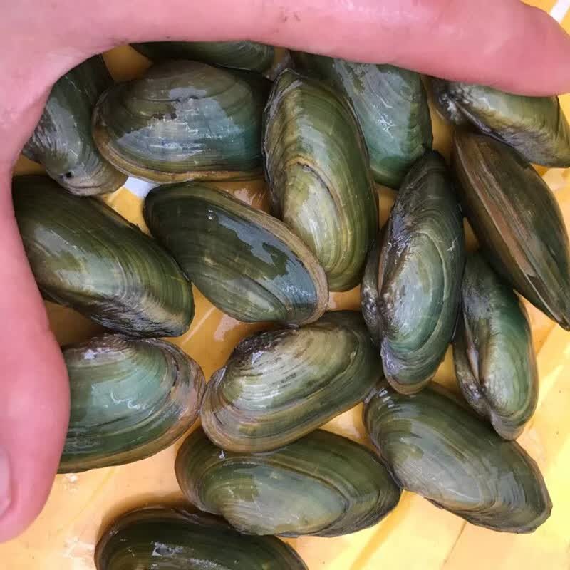 狮湾 溪蚬黄金蚬小河蚌河蚬活体淡水冷水原生宠物小型