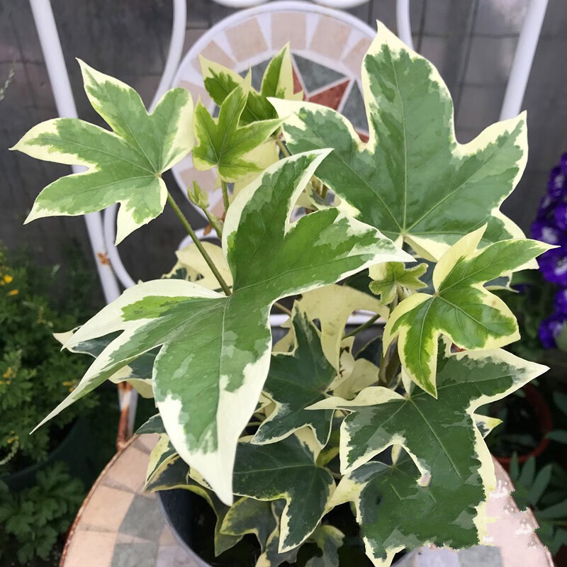 花叶八角金盘花叶熊掌木盆栽爬藤观叶盆栽吸毒草花叶熊掌木中盆不含盆