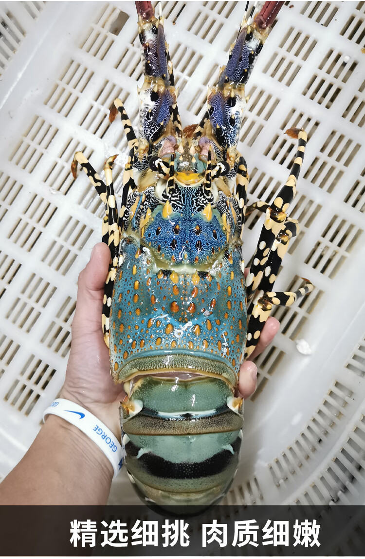 港遇海鲜 澳大利亚鲜活澳州大花龙 活虾大青龙虾 【鲜活花龙虾1只】