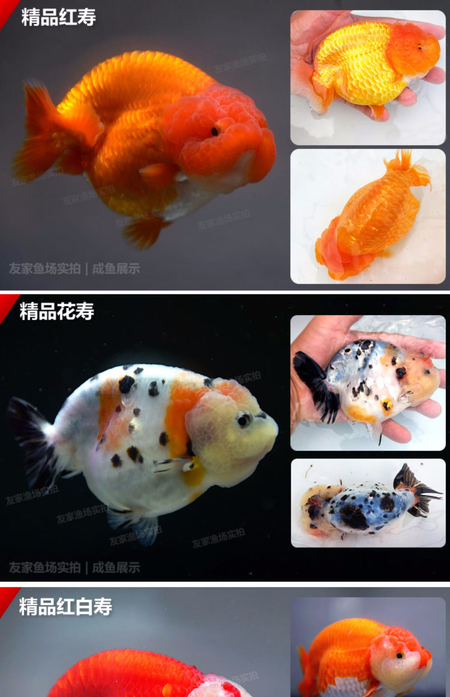 蘭壽活魚精品小尾重墨水墨玉兔奶牛三色黑賽級觀賞魚藍瘦魚苗67cm精品