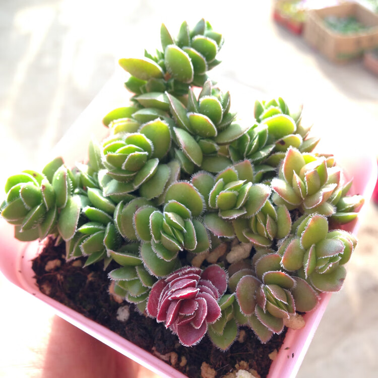 黄金万年草红背椒草照波多肉植物奇趣木偶人护盆草多肉 木偶人/稻草人