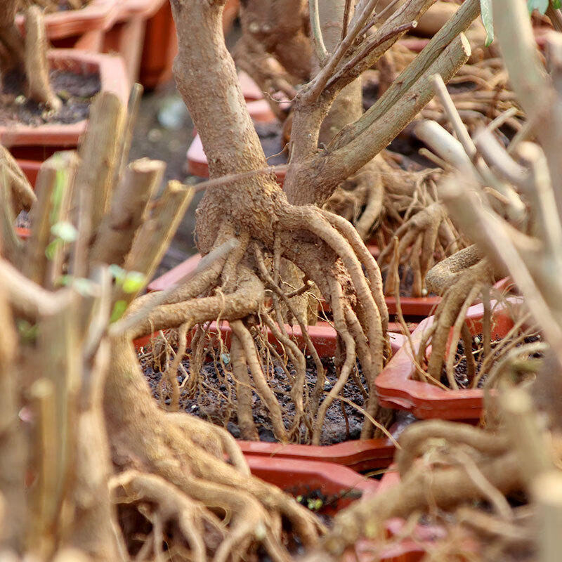 石榴树苗结果盆景园艺微小老桩园艺花卉植物矮霸提根造型树桩盆栽可以