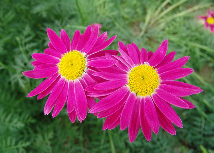 除蟲菊種子驅防蚊花草殺蟲菊花四季種易開花長陽臺盆栽花草籽qcdd除蟲