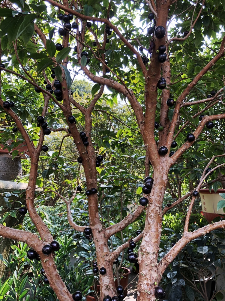 嘉宝果树苗树葡萄苗正宗树葡萄沙巴四季南北种植当年结果 8年苗(结果