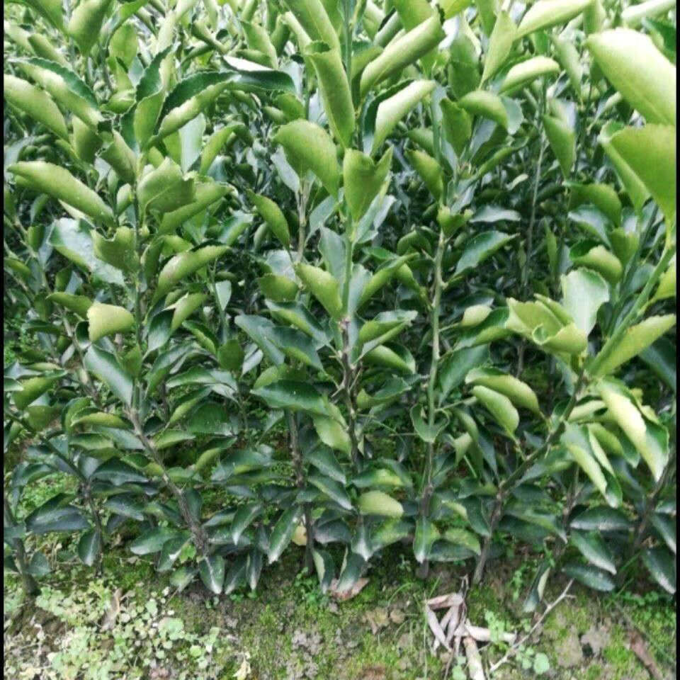 贡柚特色苗木湖南黄金贡柚苗嫁接苗中大苗丑柑苗柑橘柚子蜜桔3年苗5棵