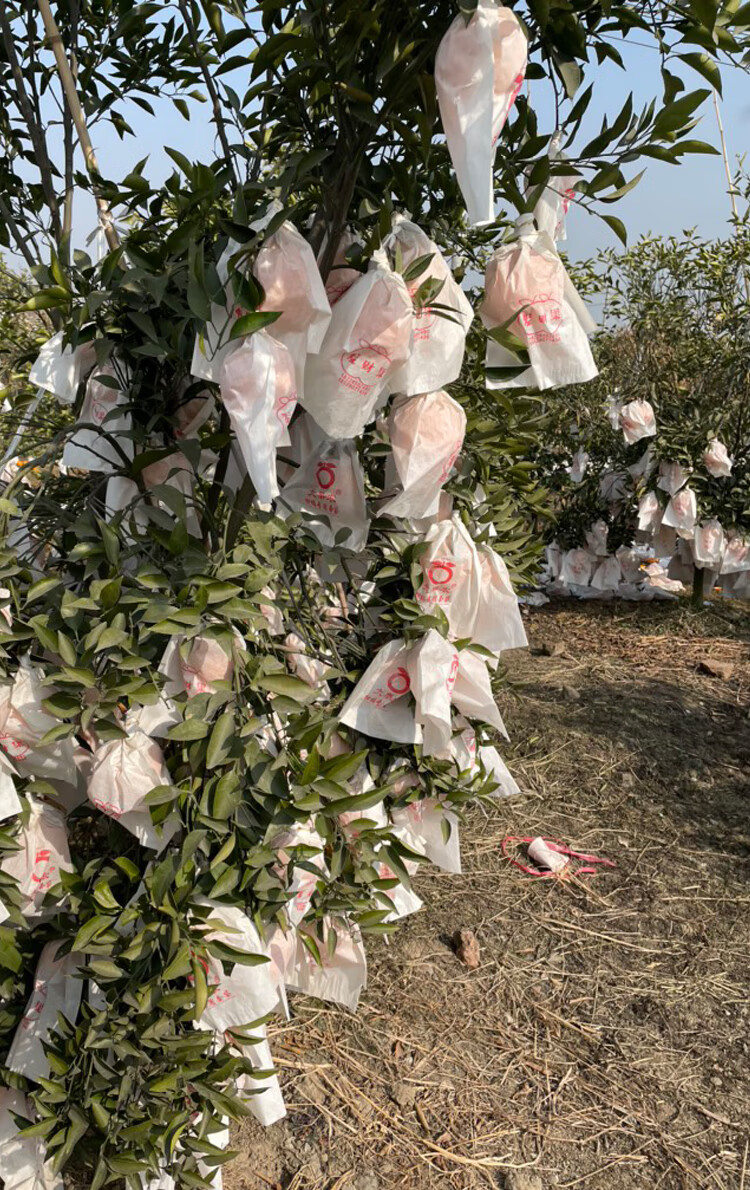 沃柑橘套袋专用袋红美人桔子脐橙包橘子的袋子防虫保护耙耙柑套袋
