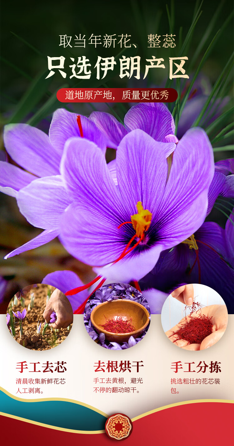 伊朗藏红花鲜花图片