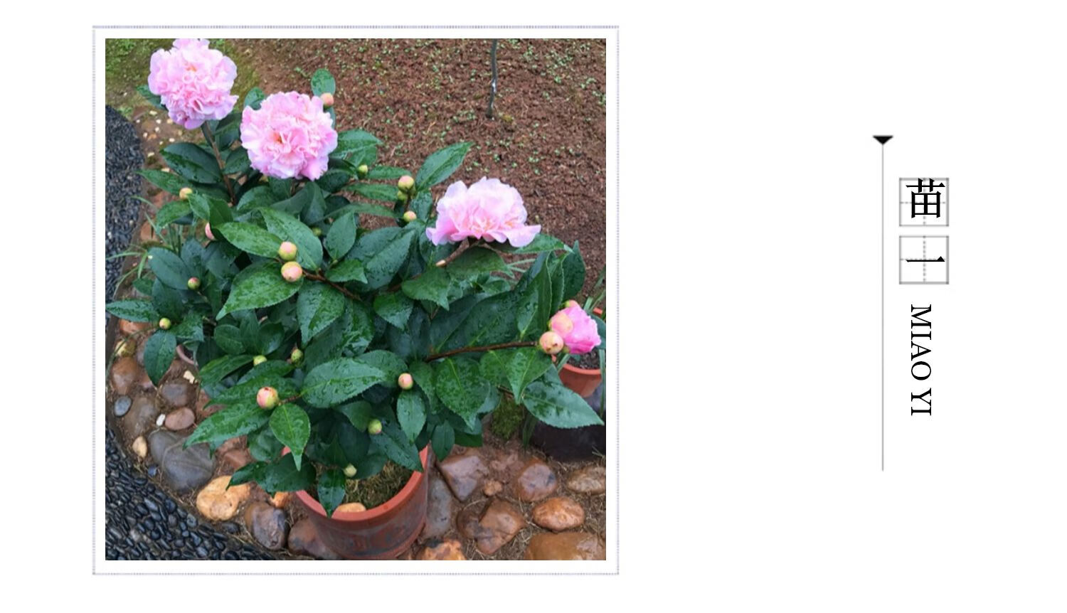【香妃茶花】花卉烈香茶花盆栽树苗浓香型四季常绿阳台庭院 【矮胖多