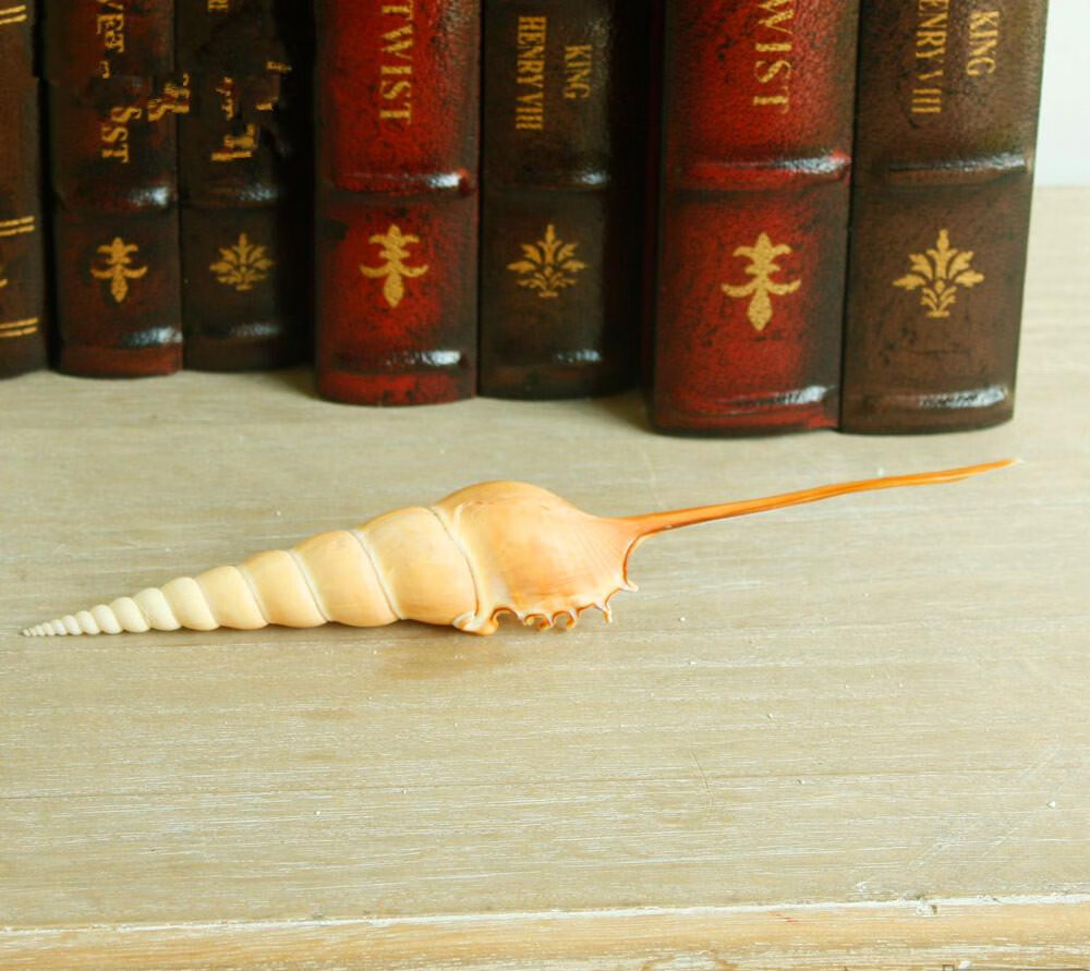 天然海螺贝壳长鼻螺珊瑚海星长笛螺长嘴凤凰螺长鼻凤凰螺海螺摆件精致