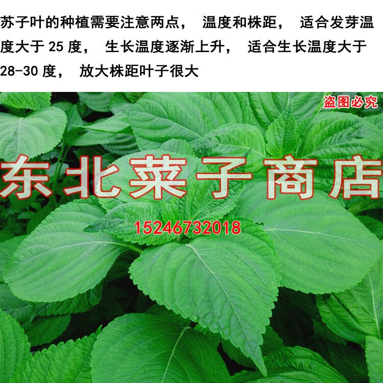 新东北苏子叶种子白苏绿叶可留种食叶食籽大叶双面绿苏种子500粒散装