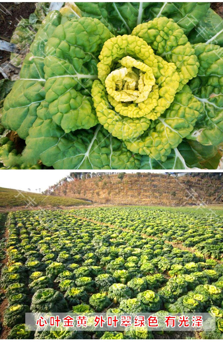 江苏农科院新秀2号黄心乌种子菊花菜秋季耐寒高产黄心菜乌塌菜种新秀2