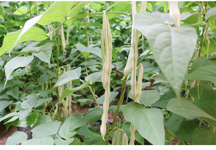 云南白不老四季豆新鲜当季蔬菜无筋豆角芸豆扁长豆农家自种整批发3斤