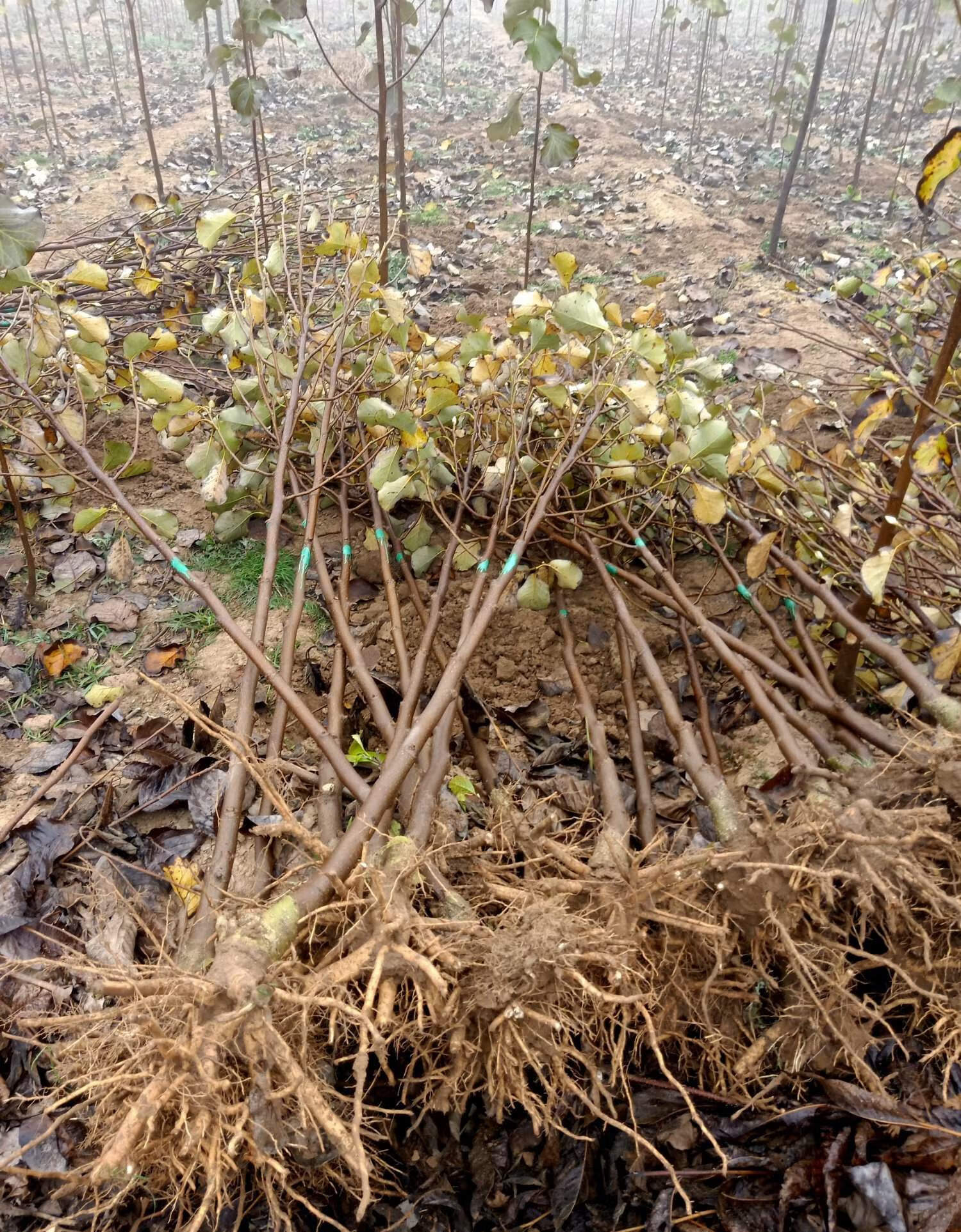 玉兰花树苗紫白红黄玉兰庭院种植当年开花耐寒二乔墨红娇红玉兰 红
