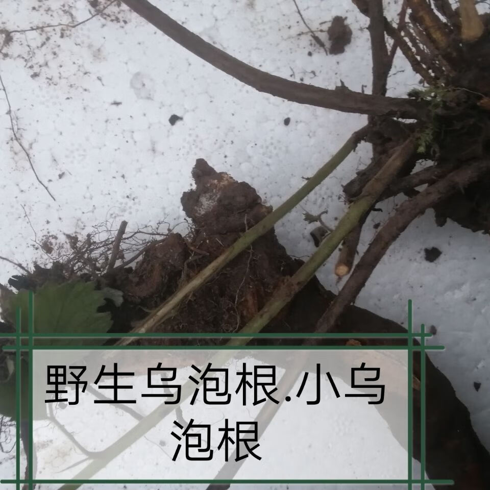 伟博乌泡刺根 新鲜乌泡刺根乌龙摆尾到生根过江龙寒梅乌泡根鲜货 5斤