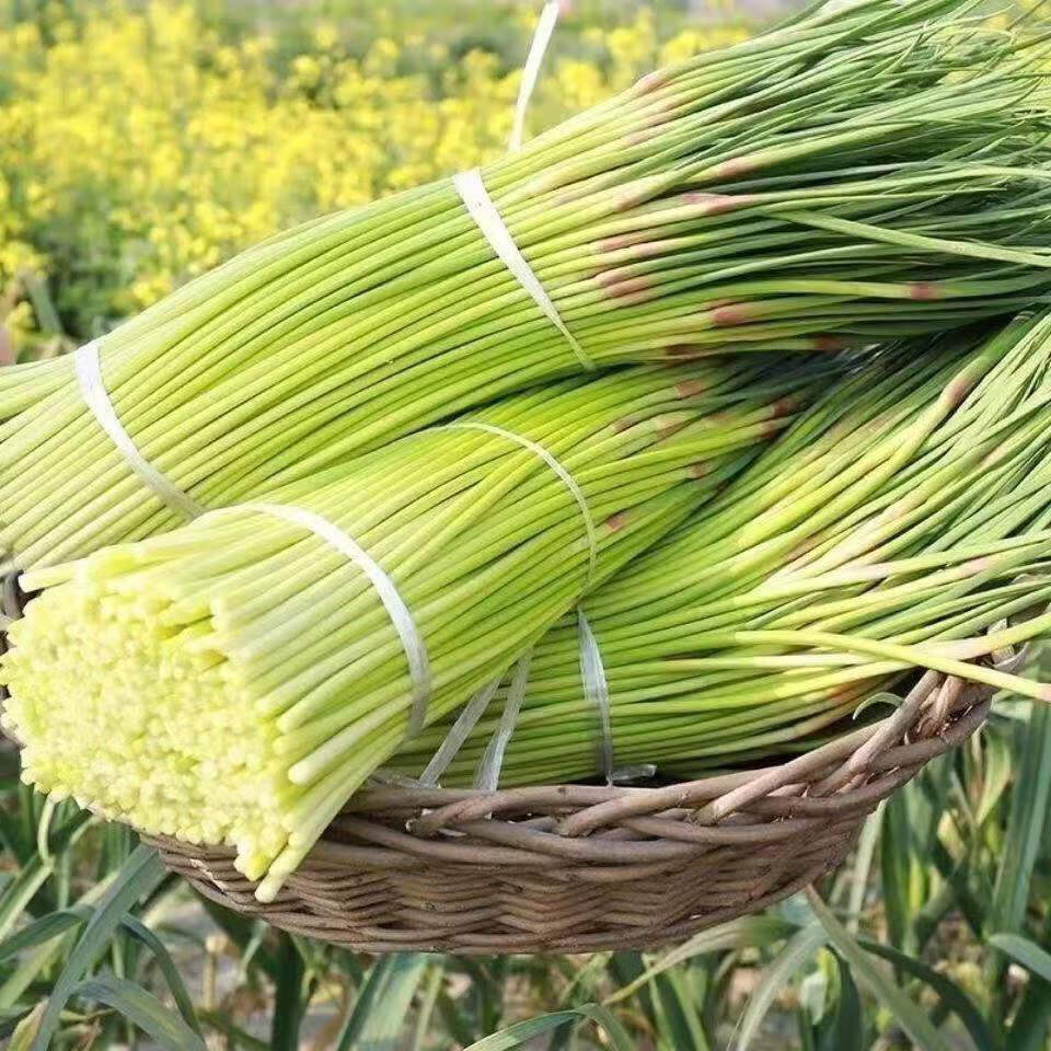 鲜蒜苔新鲜蒜薹批发蒜苔嫩红帽蒜苔蔬菜蒜毫3斤