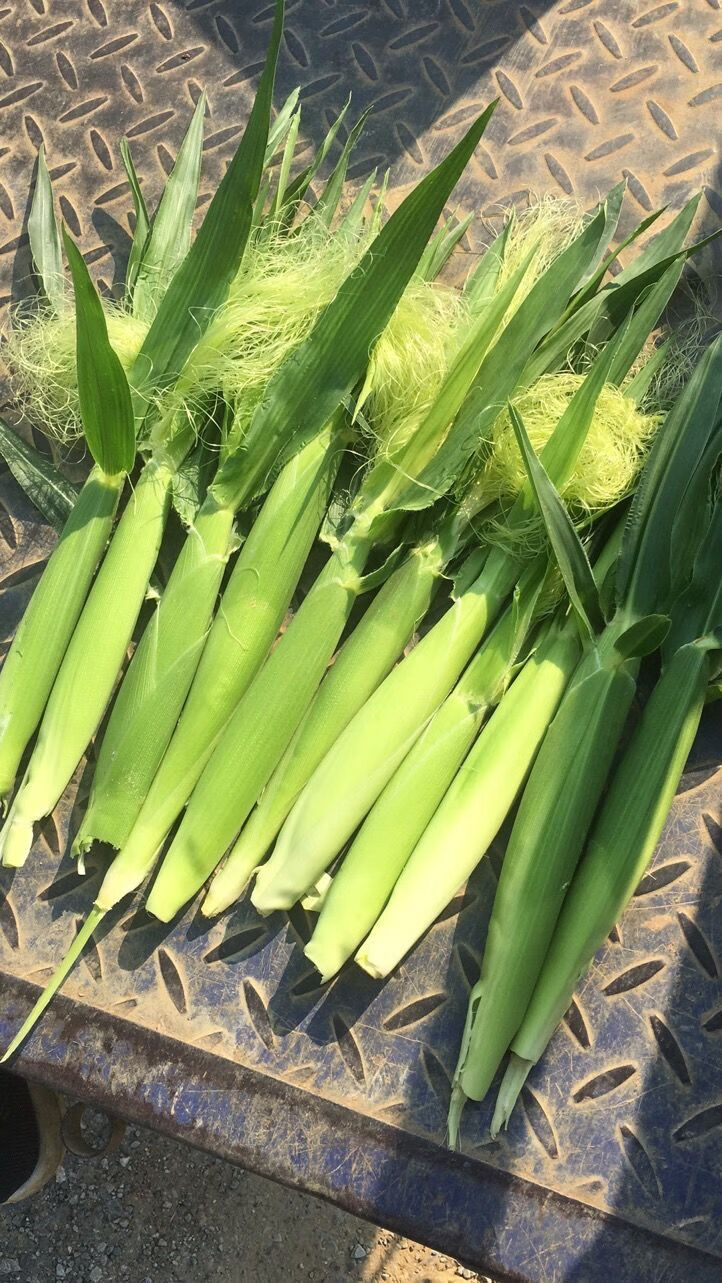 新鲜甜玉米笋玉米芯仔嫩玉米迷你小玉米蔬菜沙拉农产35斤带皮玉米笋3