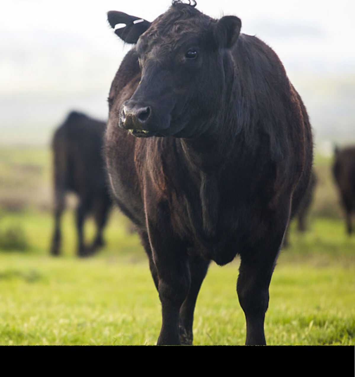 顺丰冷链菲力牛排肉20片黑椒牛排家庭装正宗儿童牛排牛扒10片悦君心厚
