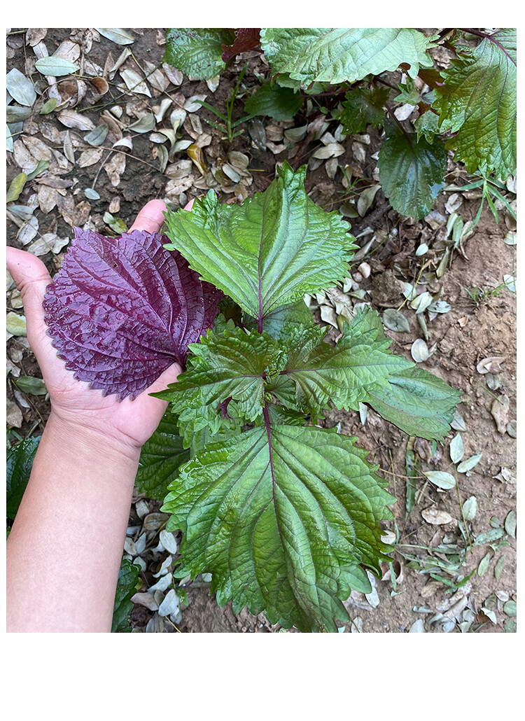 紫蘇種子苗食用紫蘇種籽四季種植陽臺生菜蔬菜種孑盆栽蘇子葉日本日本