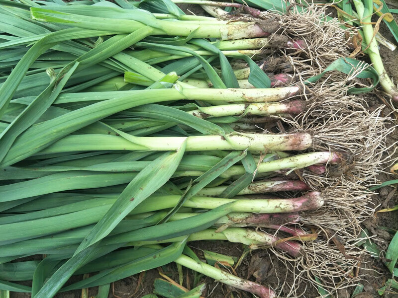 新鲜蔬菜 红皮蒜苗5斤大蒜苗新鲜嫩青蒜苗紫红根香苔蒜苗蔬菜农家自种