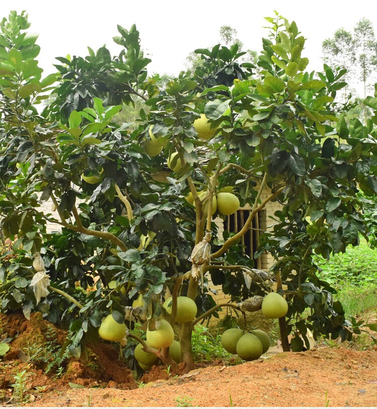 泰国红宝石青柚苗 果树苗新品种泰国暹罗三红蜜柚苗红心柚子树苗 2棵