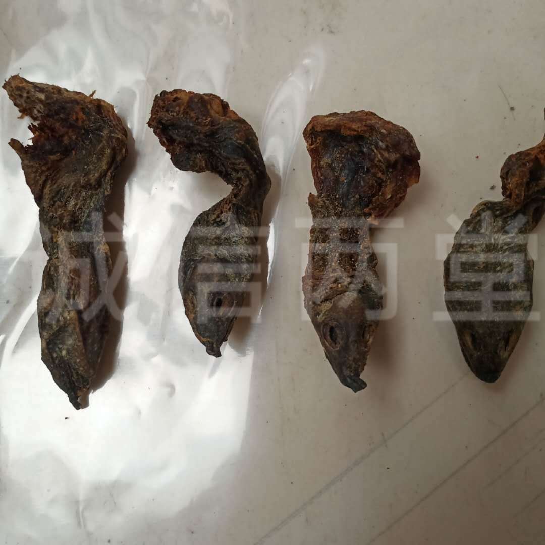 【鳖头】中药材 带脖鳖头 鳖首 鳖头 甲鱼头 鳖甲头 带脖鳖头 5只装