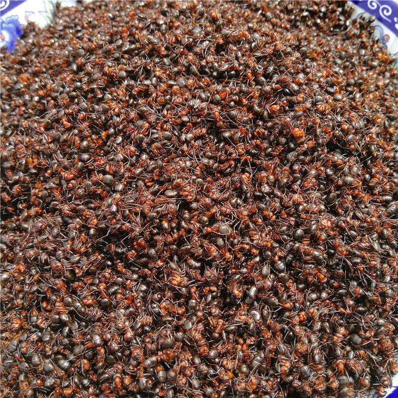 正宗长白山野生红蚂蚁新鲜500克 个大干净新货泡酒料 这个货真好