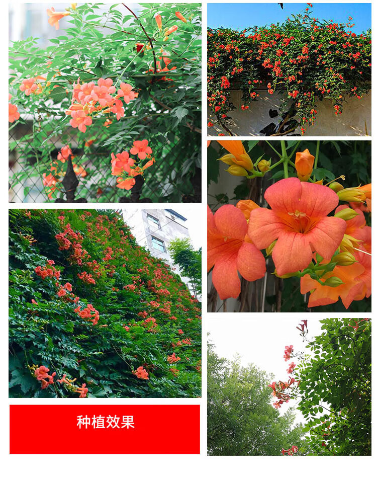 凌霄花苗木爬墙植物凌霄花盆栽花藤本植物攀援花卉老桩庭院围墙观赏