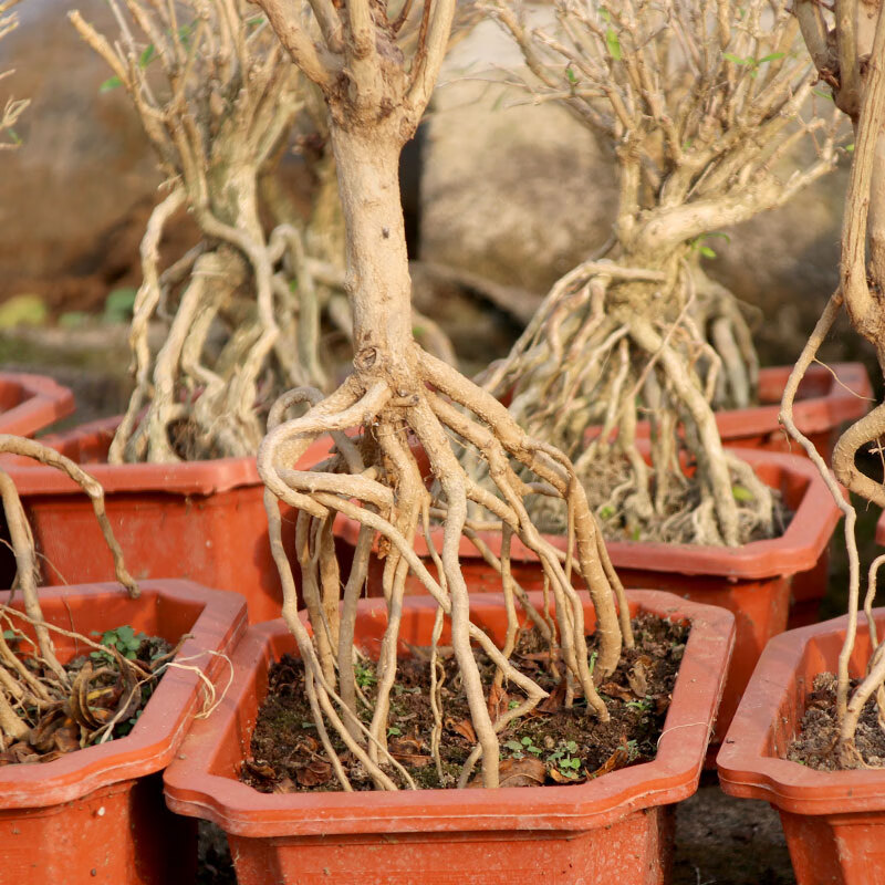 石榴树苗结果盆景园艺微小老桩园艺花卉植物矮霸提根造型树桩盆栽可以