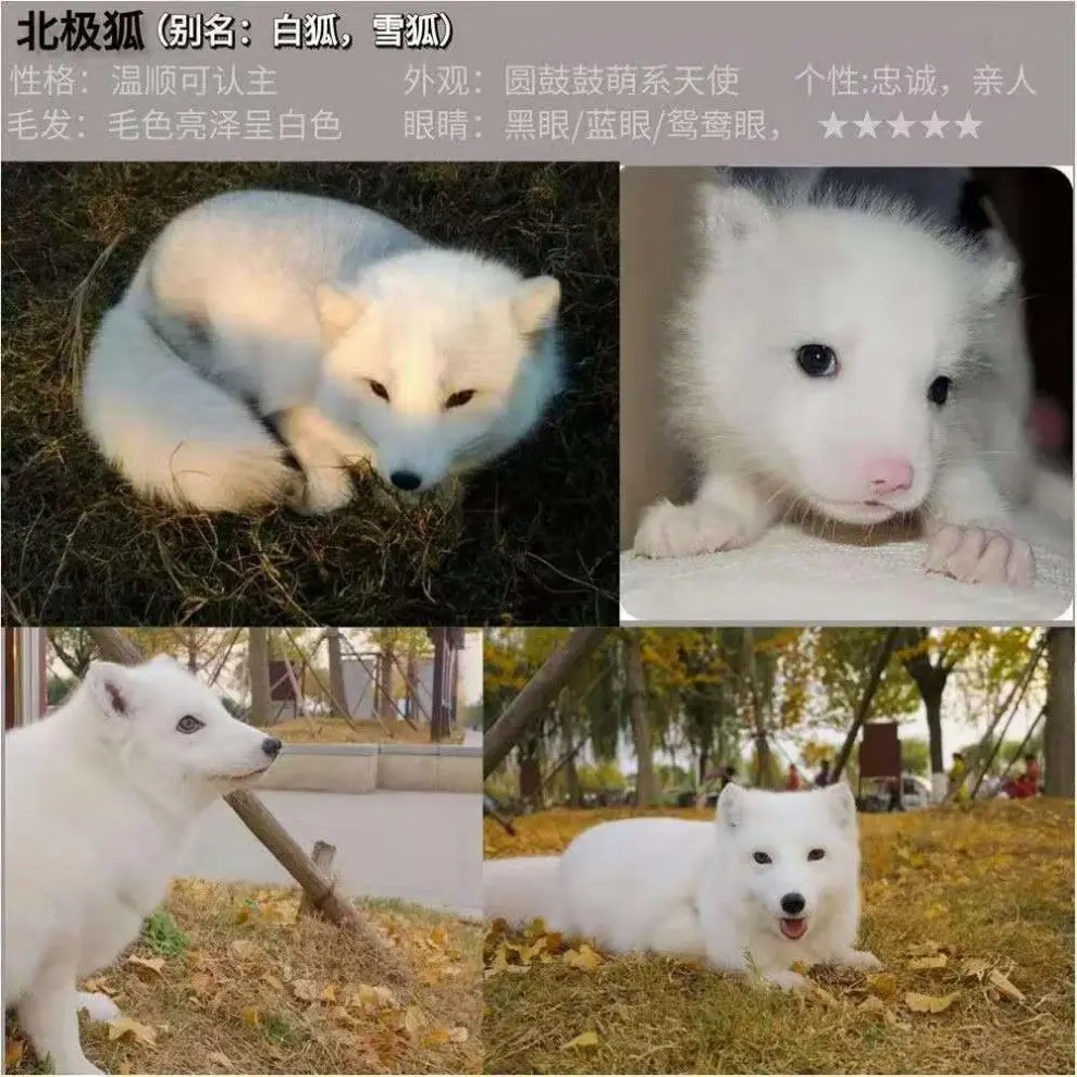 宠以沫 Chong Yimo 狐狸活物雪狐自家繁殖家养萌宠熊猫狐橙色