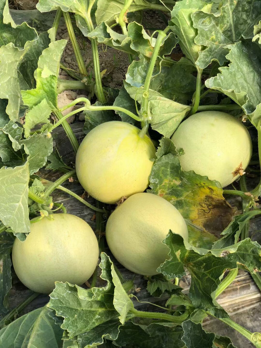 云南郁金香白甜瓜小瓜蜜瓜香瓜脆瓜水果新鲜孕妇2-8当季整箱 郁金香