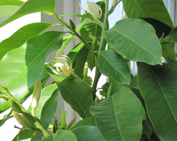 白兰花盆栽 嫁接黄角兰黄桷兰白玉兰黄玉兰花苗树苗庭院苗 黄兰3年苗