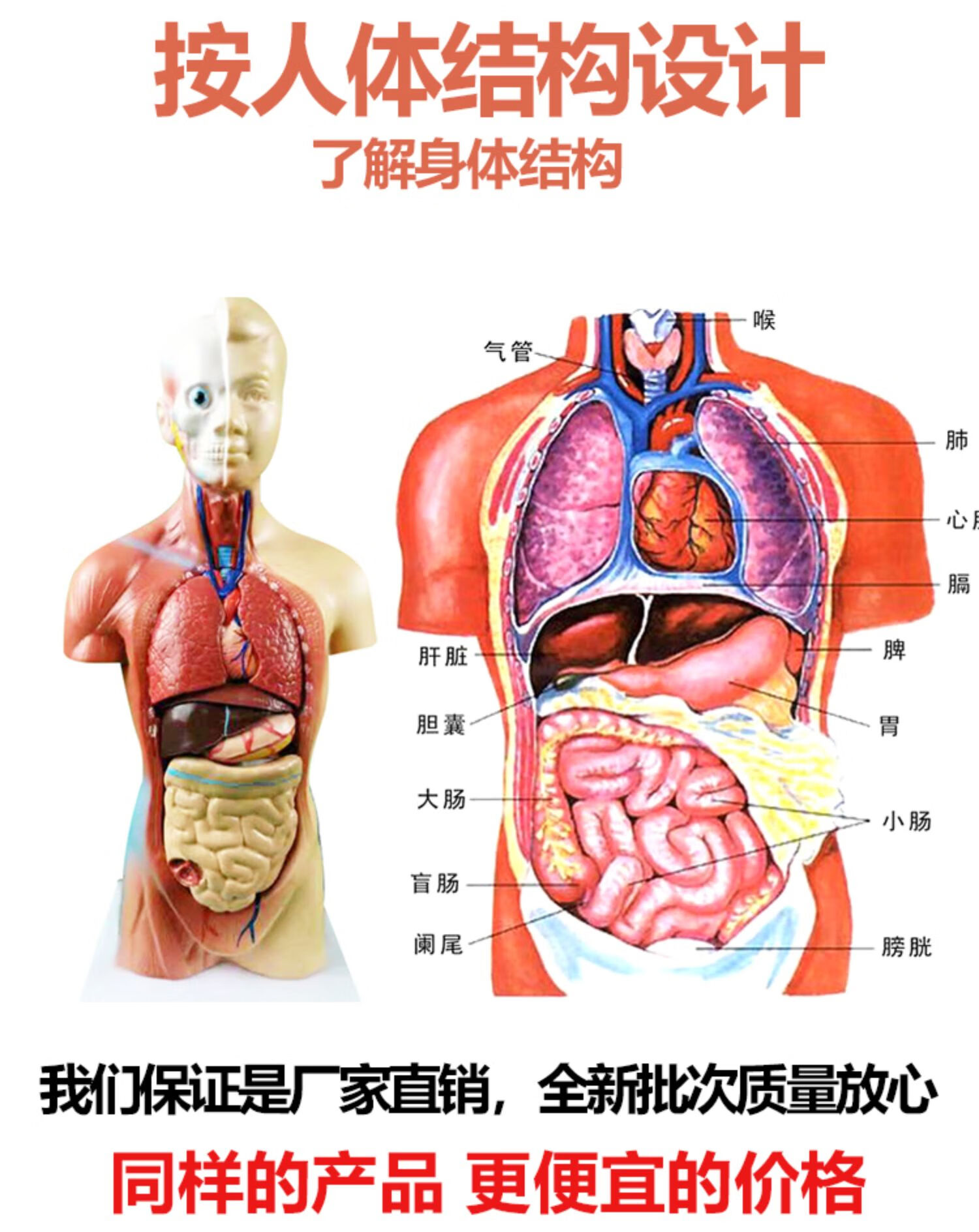 人体模型解剖心脏骨骼大脑全身结构医学器官儿童躯干玩具