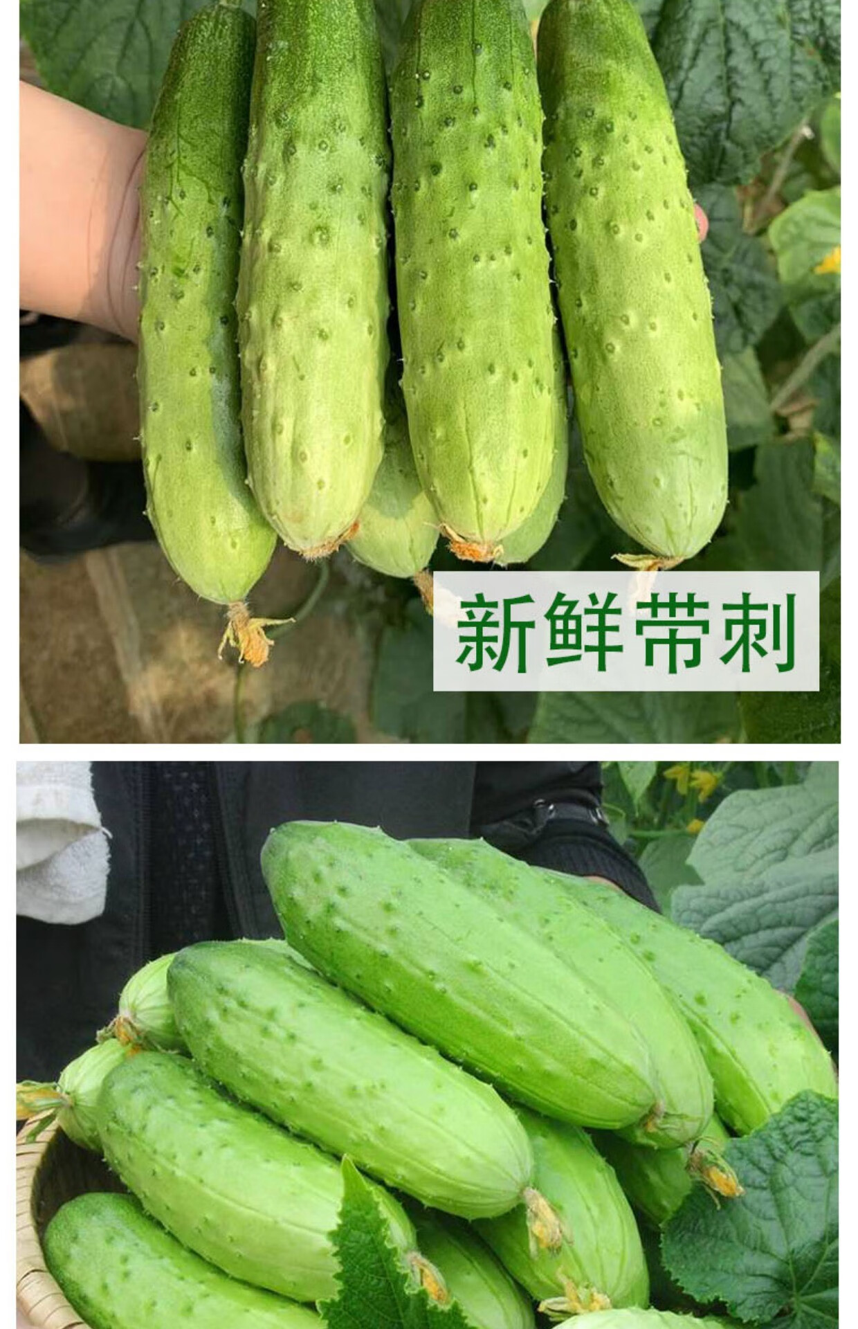春光岛 东北旱黄瓜生吃小黄瓜正宗旱黄瓜新鲜蔬菜小青瓜黑龙江黄瓜5斤