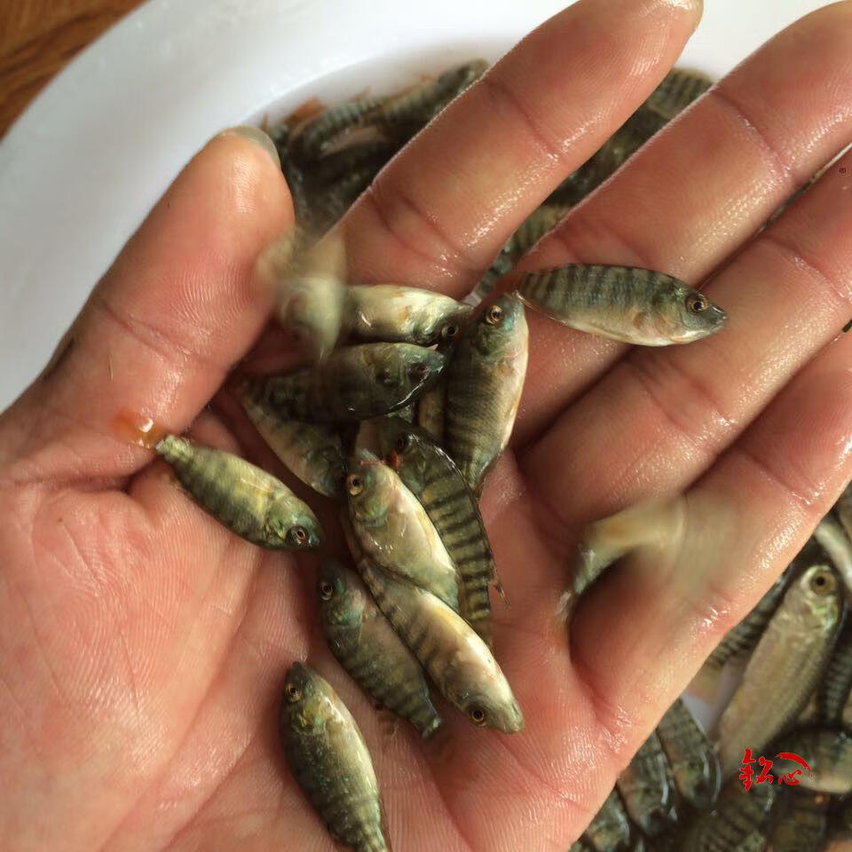 脆肉罗非鱼苗 脆罗非鱼苗 快大罗非鱼苗 罗非鱼苗 淡水鱼苗活体 脆